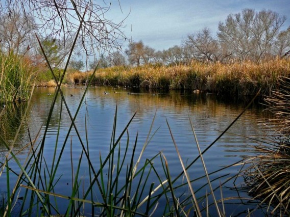 Photo of Sweetwater Wetlands from reeds along the shore