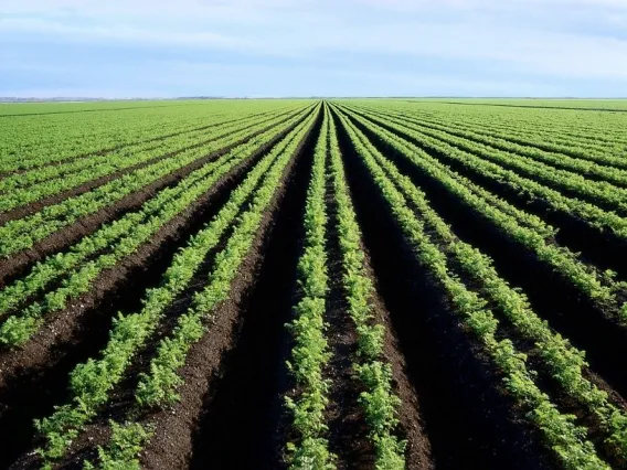 Farmland with rows of soil and sprouting plants.