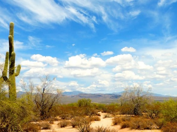 Arizona desert picture with saguaro cactus and mountains