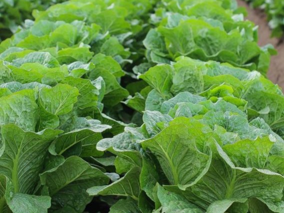 Close up image of lettuce growing in a field