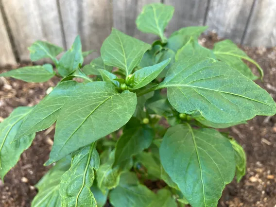 Photo of a plant in soil.