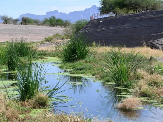 Reclaimed water in the Santa Cruz River.