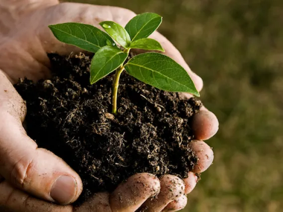 Hands cupping soil with plant growing out of it