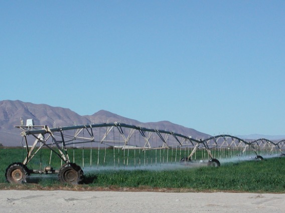 Crop field being irrigated by machinery