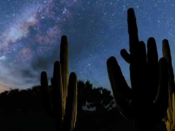 Photo of saguaro cacti at night.