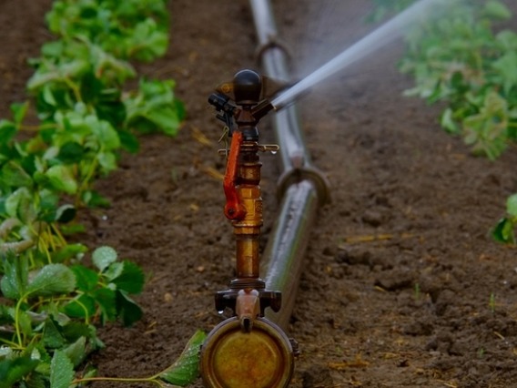 Close-up shot of sprinkler attached to irrigation system spraying water onto crops.