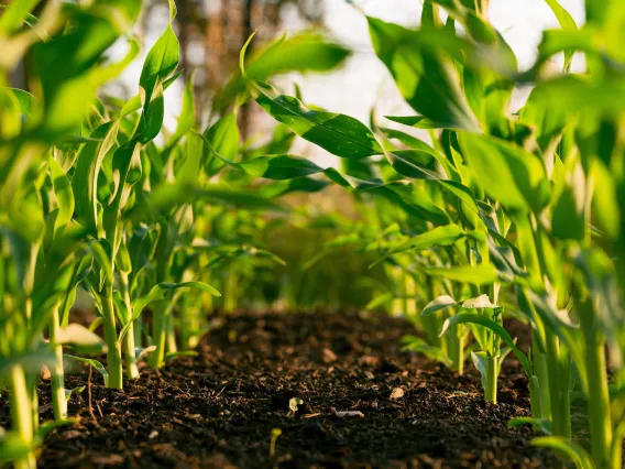 Soil in agricultural field