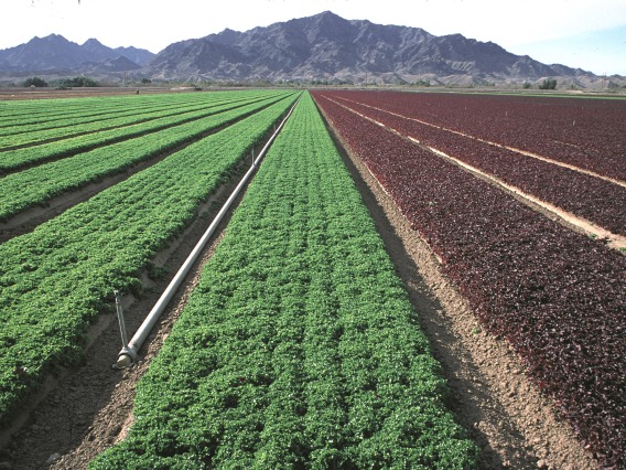 Lettuce fields in Arizona