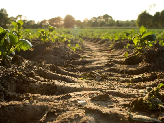 Soil and seedlings in a field