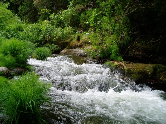 River water running by vegetation