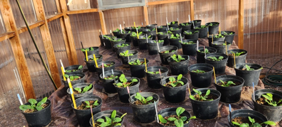 Potted plants growing in the WEST greenhouse
