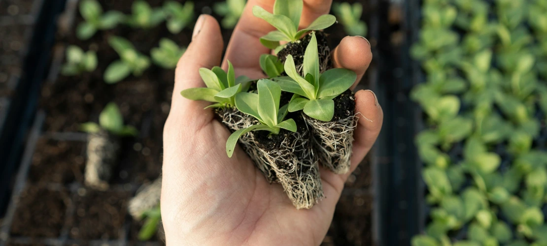 Hand holding lettuce sprouts