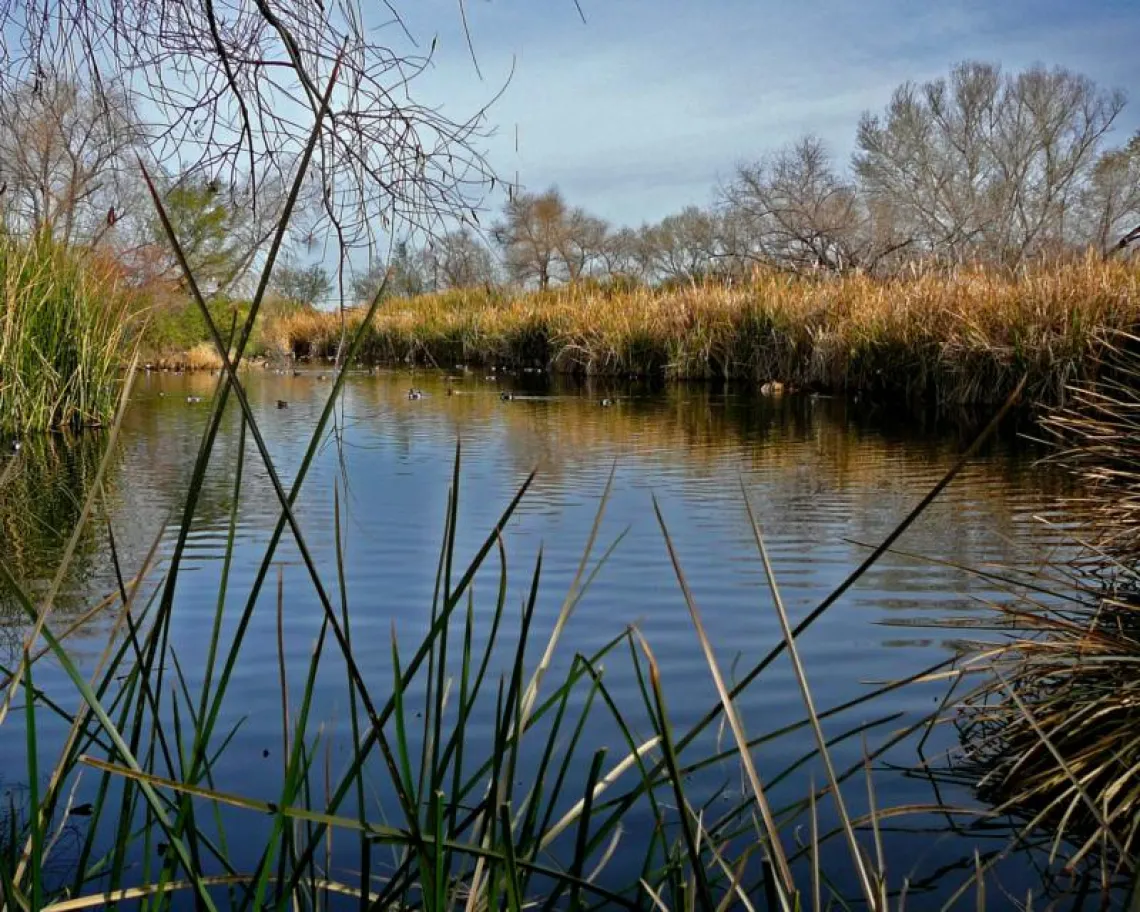 Photo of Sweetwater Wetlands from reeds along the shore