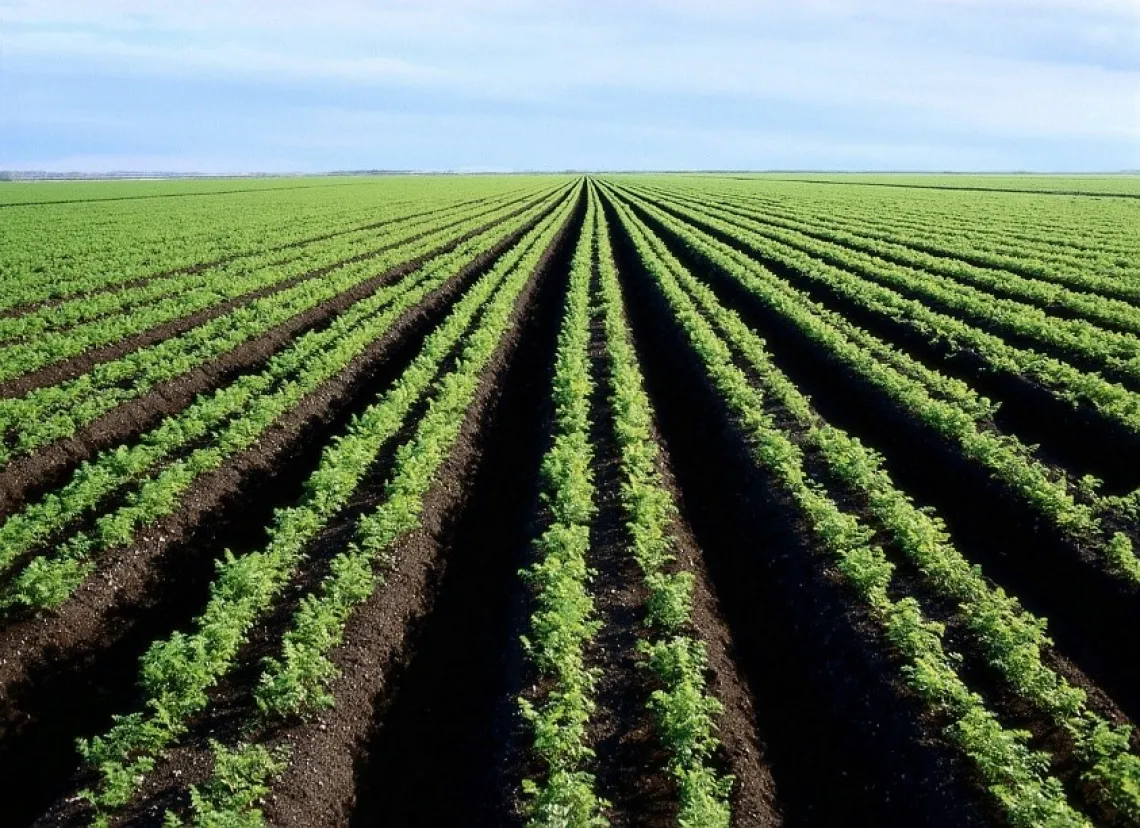 Farmland with rows of soil and sprouting plants.