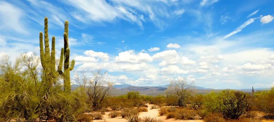 Arizona desert picture with saguaro cactus and mountains