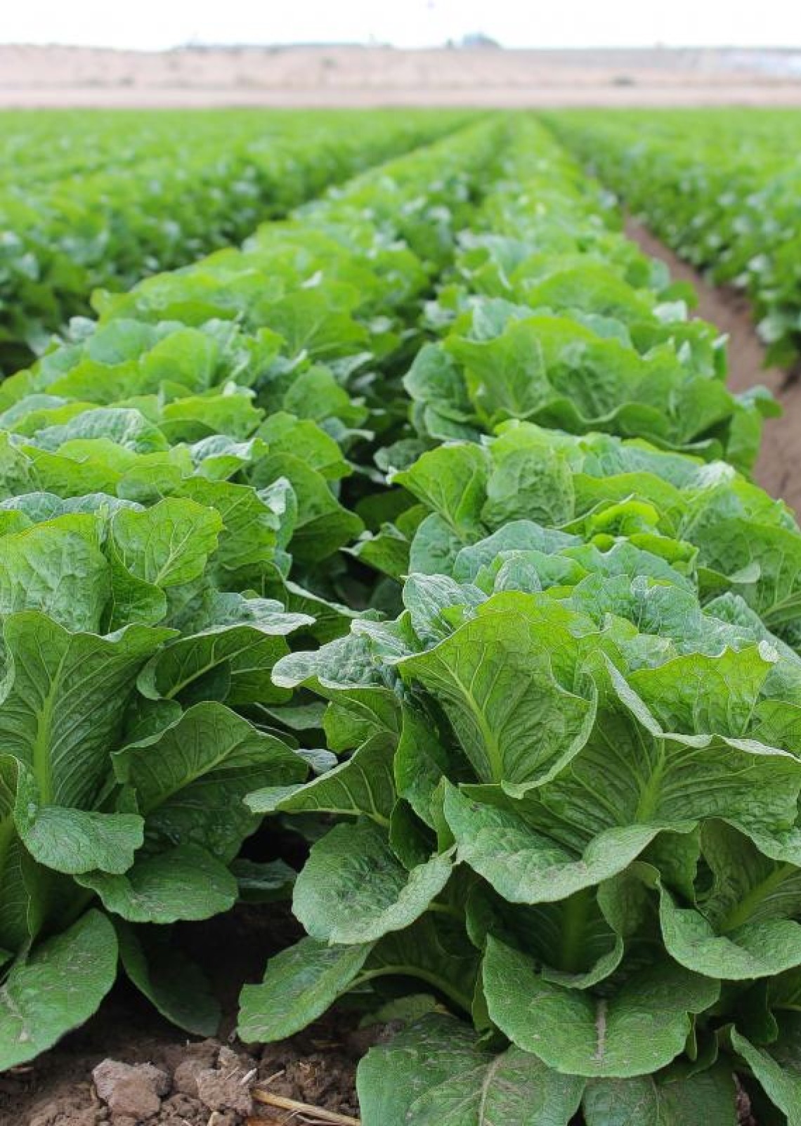 Close up image of lettuce growing in a field