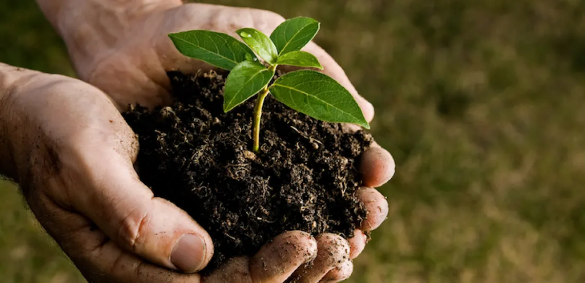 Hands cupping soil with plant growing out of it