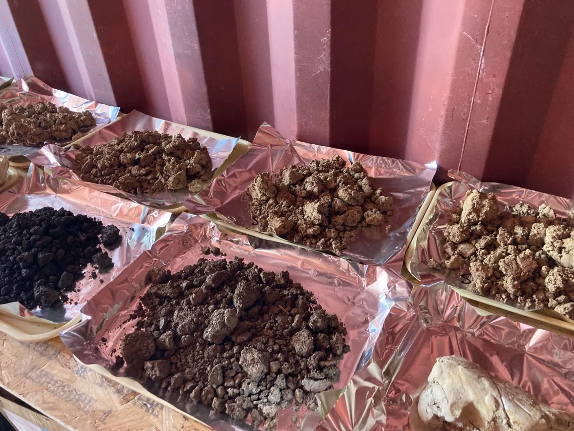 Soil samples drying on trays