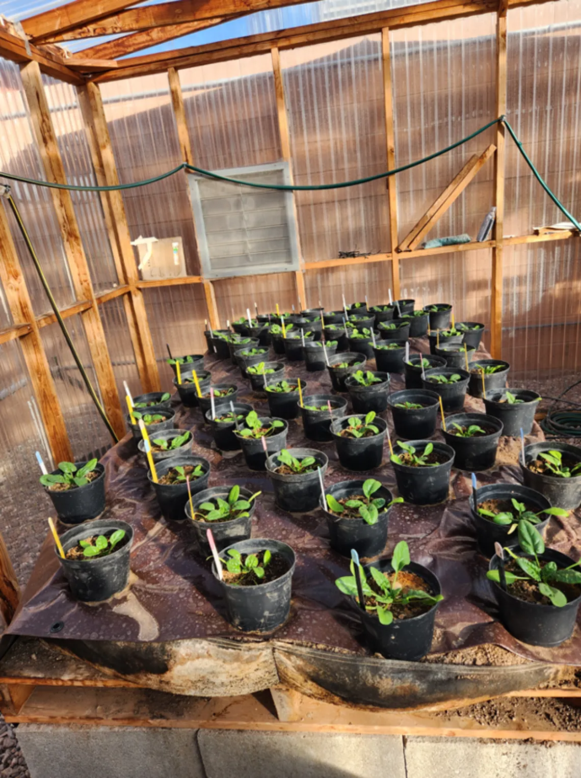 Potted plants growing in the WEST greenhouse