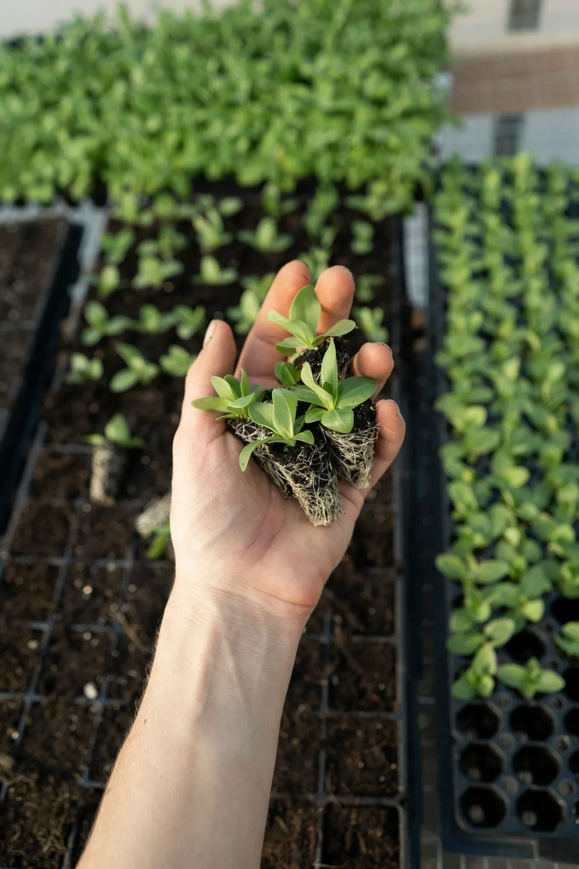 Hand holding lettuce sprouts