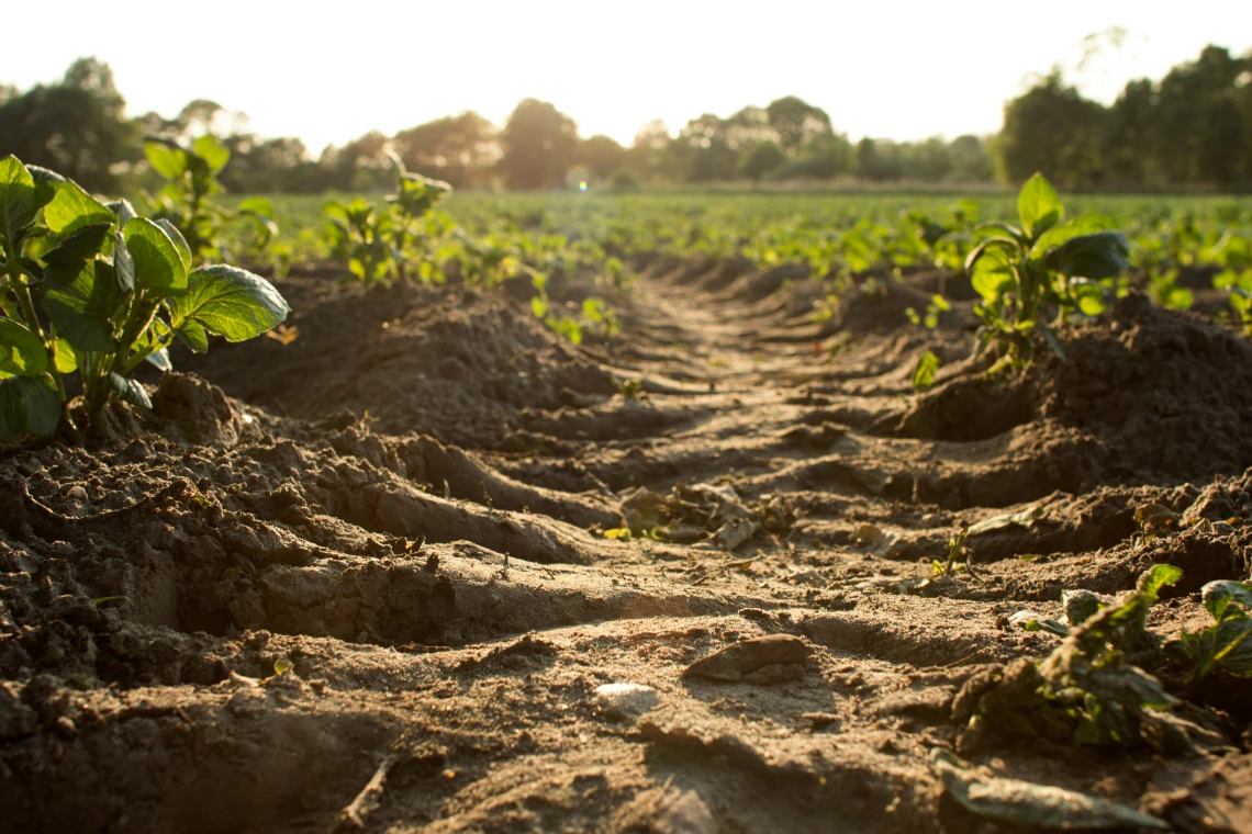 Soil and seedlings in a field