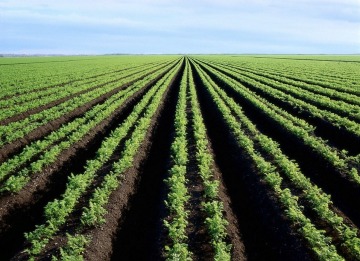 Crops in a field