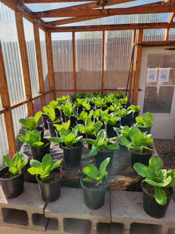 Lettuce plants in WEST greenhouse