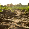 Soil and seedlings in a field