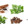 Several plants from which natural extracts are derived (e.g., cinnamon, oregano, clove)