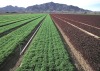 Lettuce fields in Arizona